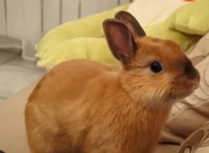 Expert Bunny Proofing: Safeguard Your Rabbit, Home, and Family