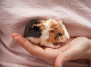 Guinea Pig Hydration Guide: What They Drink & the Best Serving Methods