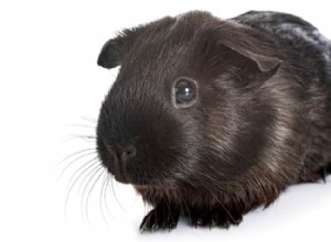 Discover Your Guinea Pig’s Coat Color: A Complete Guide to Colors & Patterns