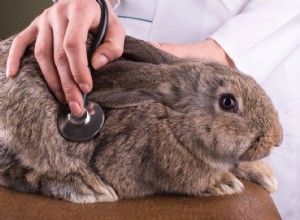 Finding the Right Rabbit Veterinarian: A Comprehensive Guide