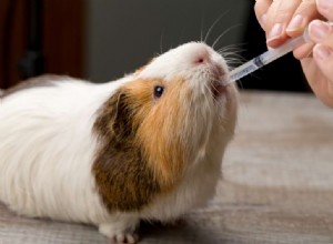 Finding the Best Guinea Pig Veterinarian: A Trusted Guide