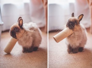 Engaging Your Pet Rabbit: Playful Tips for a Happy, Enriched Life