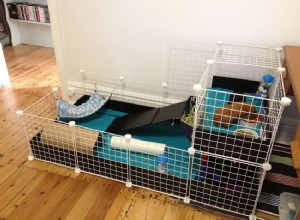 Compact Guinea Pig Housing: 6 Proven Space‑Saving Cage Solutions