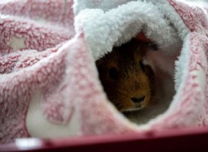 Recognizing When Your Guinea Pig Is Dying: Key Signs & What to Do