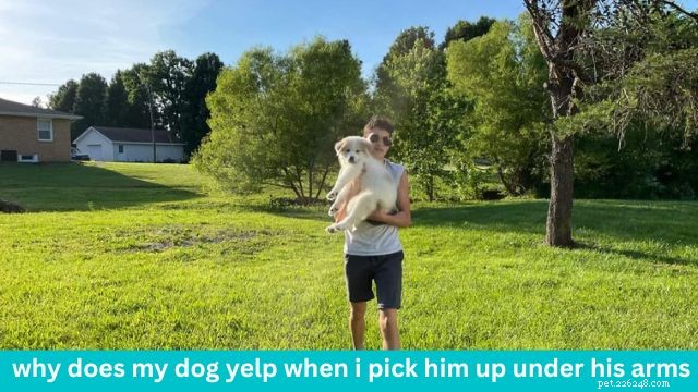 犬を抱き上げるときに叫ぶ12の理由 – 専門家の洞察 