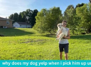 12 Reasons Your Dog Yelps When You Pick Him Up – Expert Insights