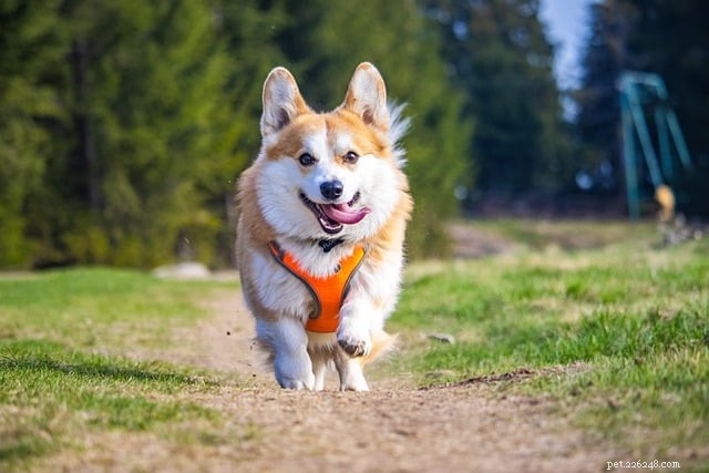 Velocidade revelada do Corgi:quão rápido eles realmente correm? 