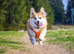Corgi Speed Revealed: How Fast Do They Really Run?