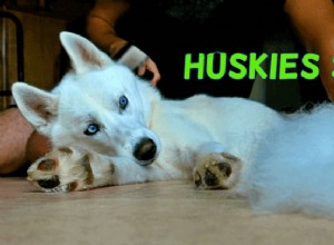How Much Do Huskies Shed? Complete Guide to Huskies  Fur and Care