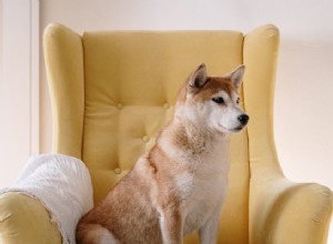 The Ultimate Guide to Using Treats for Effective Pet Training