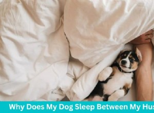Understanding Why Your Dog Prefers to Sleep Between You and Your Partner