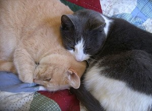 Understanding Why Cats Bite Each Other’s Neck: Causes, Risks, and Prevention