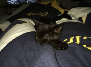 Why Cats Sleep Between Your Legs: 11 Trusted Reasons