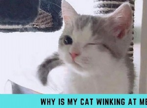 Why Does Your Cat Wink? 8 Common Reasons Explained