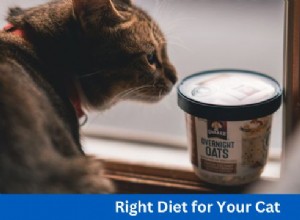 6 Expert Tips to Boost Your Cat’s Health and Happiness