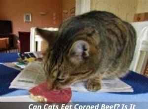 Is Corned Beef Safe for Cats? Risks and Alternatives Explained