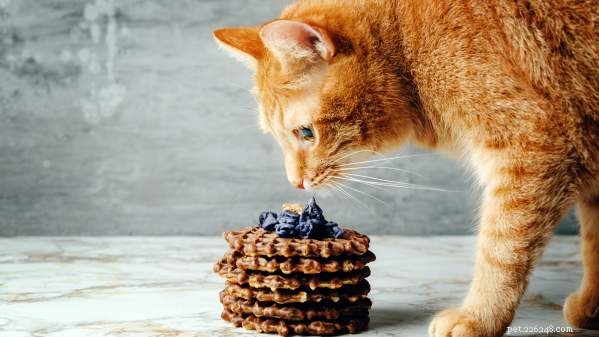Är det säkert att mata din katt med karamell? Veterinärinsikter 