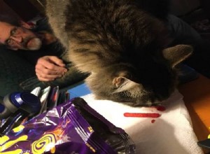 Are Cats Allowed to Eat Takis? Expert Advice & Health Tips