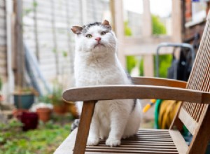 Ensuring Your Garden is Cat‑Friendly This Spring