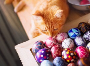 Safe Easter Treats & Activities for Cats: Protect Your Feline this Spring