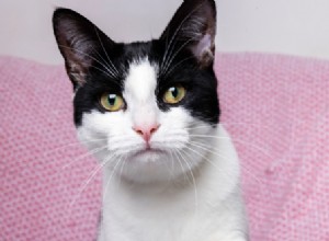 Understanding a Dry Nose in Cats: When to Be Concerned