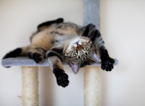 The Surprising Reasons Cats Roll Onto Their Backs (and What It Means for You)
