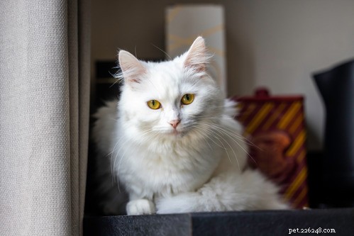 室内飼いの猫:ノミと寄生虫の予防に関する必知ガイド 