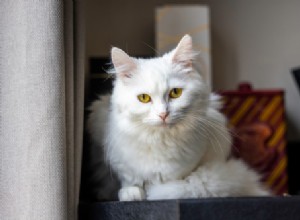 Indoor Cats: Must‑Know Guide to Flea & Worm Prevention