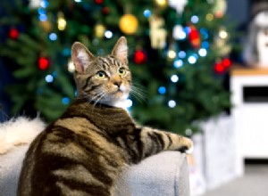 Can Cats Eat Turkey? A Vet‑Approved Guide for Christmas Meals