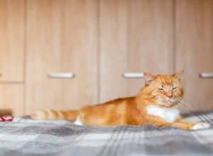 What a Slow Blink Means: The Secret Language of Cats