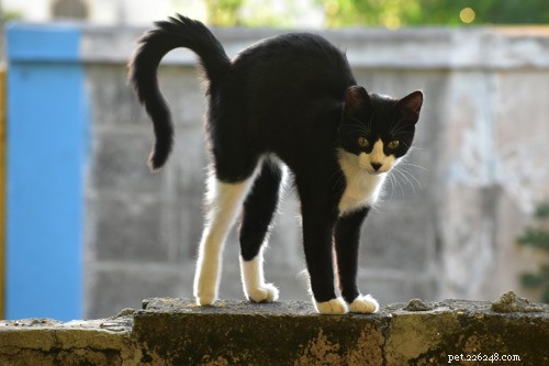 猫が背中を反らせる理由を理解する:ボディランゲージのガイド 