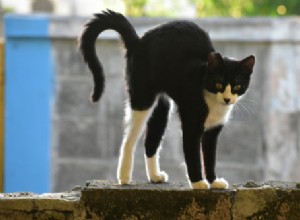 Understanding Why Cats Arch Their Back: A Guide to Their Body Language