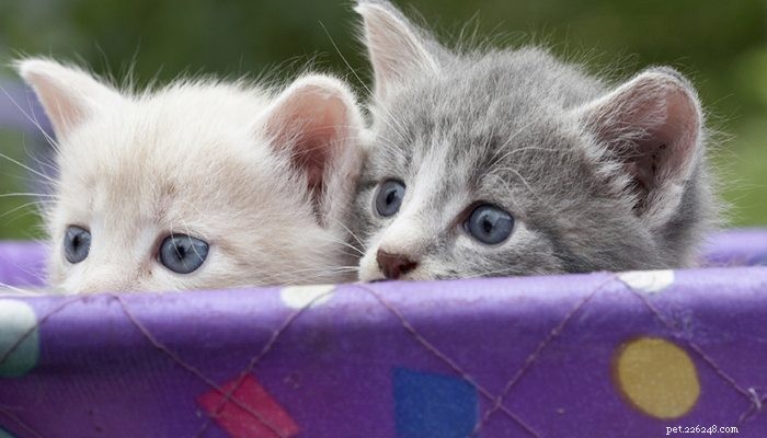 Présentation d un nouveau chat :conseils d experts pour garder votre maison sans fourrure 