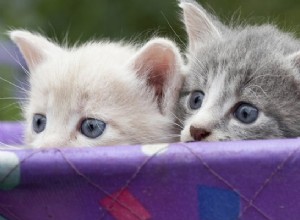 Introducing a New Cat: Expert Tips to Keep Your Home Fur‑Free