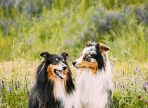 Discover What Makes Collies Stand Out: Traits, History, and Pop Culture