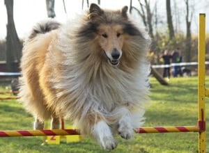 Rough Collies: The Ideal Running Companion for Agility, Stamina, and Smart Work Ethic