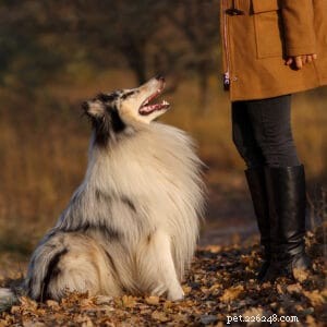 Длинношерстные колли:идеальный компаньон для бега, обеспечивающий ловкость, выносливость и умную трудовую этику 