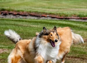 Understanding Rough Collie Temperament: Debunking Aggression Myths