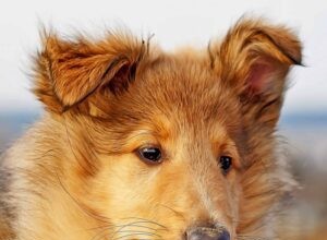 5 Compelling Reasons Rough Collies Make Perfect Family Pets