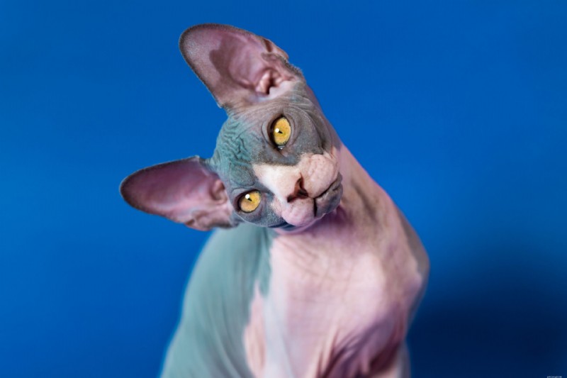 Ontdek 8 kattenrassen met unieke vocale identiteiten 