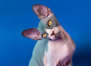 Discover 8 Cat Breeds with Unique Vocal Identities
