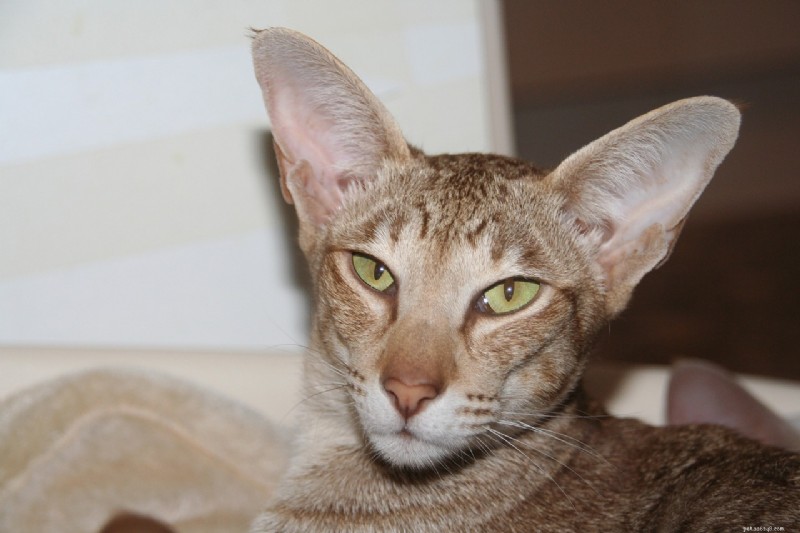 Ontdek 8 kattenrassen met unieke vocale identiteiten 