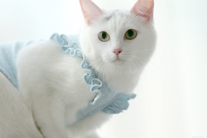 Ontdek 8 kattenrassen met unieke vocale identiteiten 