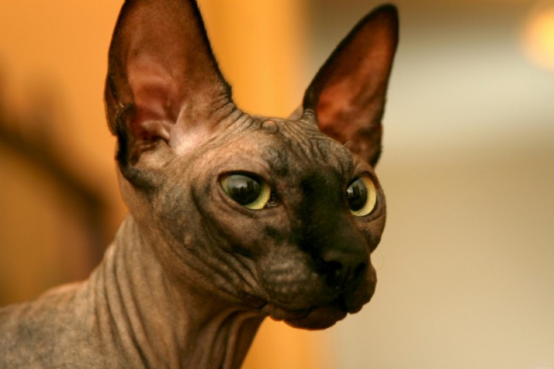 Ontdek 8 kattenrassen met unieke vocale identiteiten 