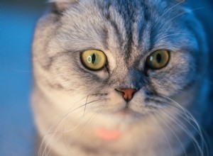 7 Cat Breeds Distinguished by Their Unique Ear Shapes