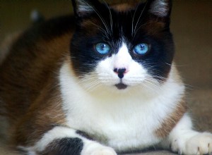 10 Cat Breeds That Speak Volumes: The Most Expressive Faces
