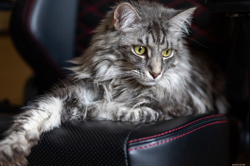 10 kattenrassen die boekdelen spreken:de meest expressieve gezichten 