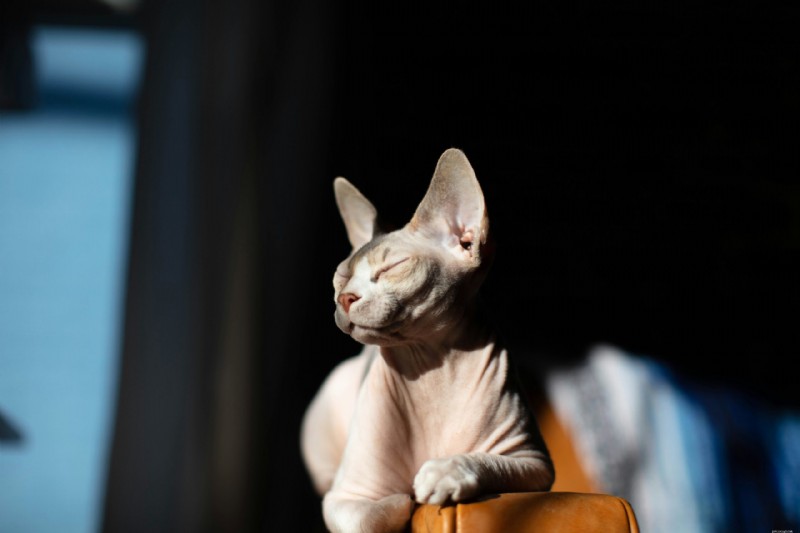 10 kattenrassen die boekdelen spreken:de meest expressieve gezichten 