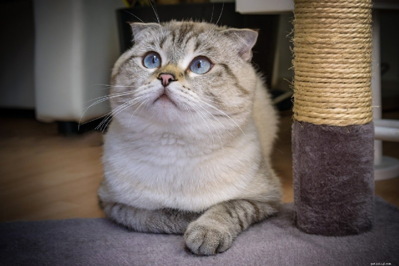 10 kattenrassen die boekdelen spreken:de meest expressieve gezichten 