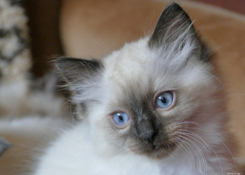 10 kattenrassen die boekdelen spreken:de meest expressieve gezichten 